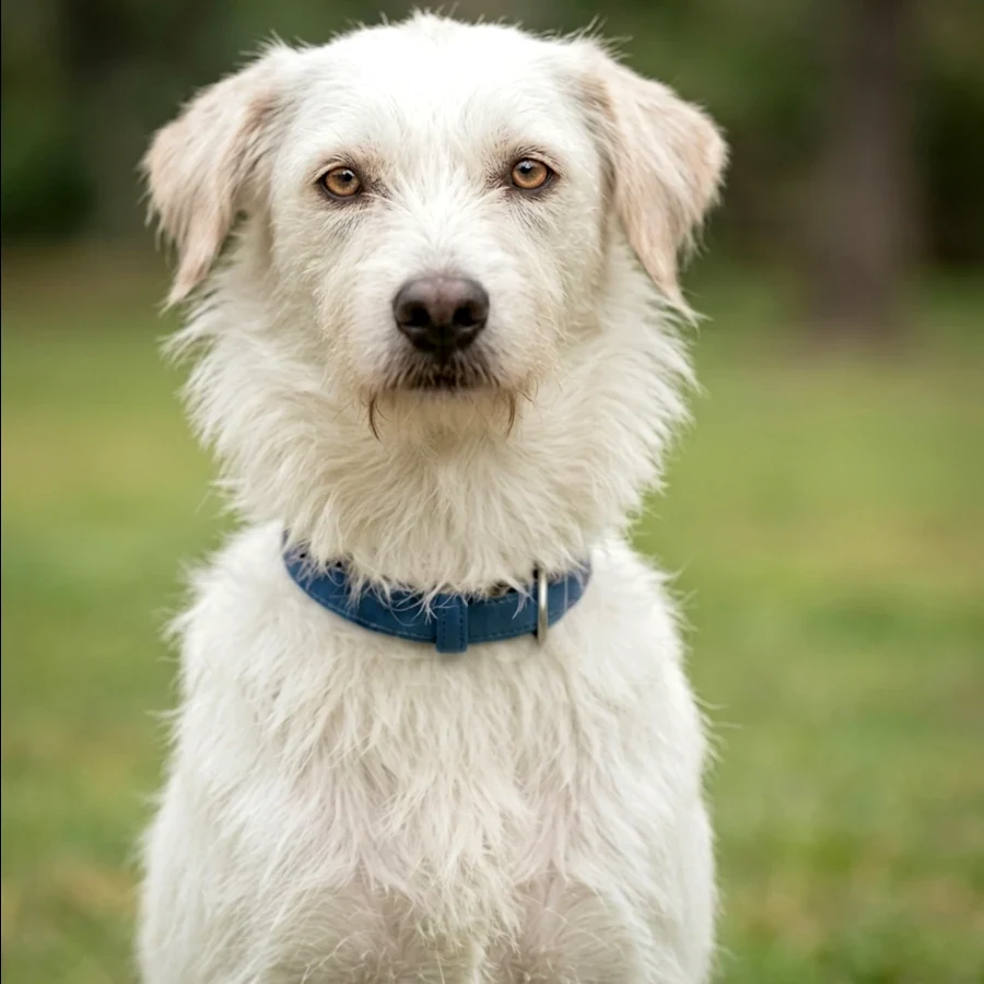 Gallery image 1 - Snoopy